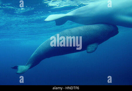 BELUGA Wal oder WEIßWAL Delphinapterus leucas Stockfoto