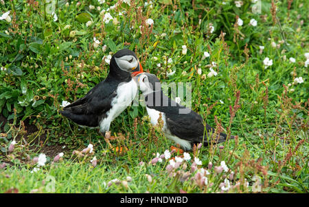 Puffin Kolonie auf der Insel Skomer vor der Pembrokeshire Coast. Diese beiden papageientaucher sind ein Element, entweder Begrüßung oder Verstärkung der Bindung. Stockfoto