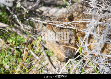 Quokka eingebettet in den natürlichen Küsten Buschland Lebensraum auf Rottnest Island in Western Australia. Stockfoto