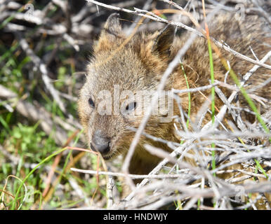 Quokka eingebettet in den natürlichen Küsten Buschland Lebensraum auf Rottnest Island in Western Australia. Stockfoto