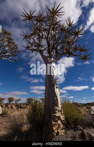 Köcherbaumwald, Keetmanshoop, Namibia Stockfoto