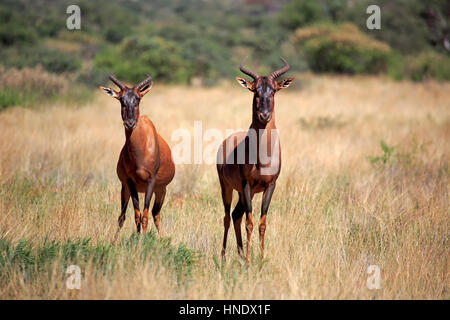 Kudus, (Damaliscus Lunatus), Erwachsene Paare, Tswalu Game Reserve, Kalahari, Northern Cape, Südafrika, Afrika Stockfoto