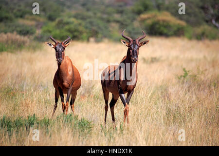 Kudus, (Damaliscus Lunatus), Erwachsene Paare, Tswalu Game Reserve, Kalahari, Northern Cape, Südafrika, Afrika Stockfoto