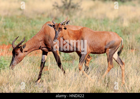 Kudus, (Damaliscus Lunatus), Erwachsene Paare, Tswalu Game Reserve, Kalahari, Northern Cape, Südafrika, Afrika Stockfoto