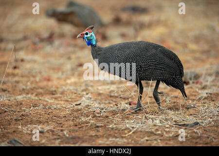 Behelmte Perlhühner, (Numida Meleagris), Erwachsene, Wandern, Krüger Nationalpark, Südafrika, Afrika Stockfoto