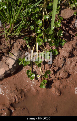 Efeu-leaved Crowfoot, Ranunculus hederaceus Stockfoto