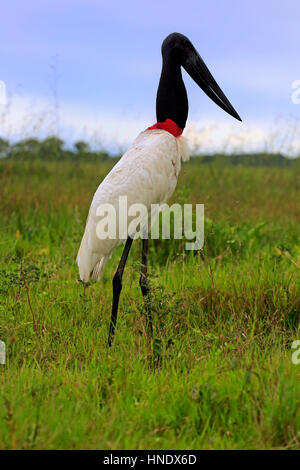 Jabiru (Jabiru Mycteria), Erwachsene auf Wiese, Pantanal, Mato Grosso, Brasilien, Südamerika Stockfoto