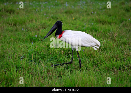 Jabiru (Jabiru Mycteria), Erwachsene auf Wiese, auf der Suche nach Nahrung, Pantanal, Mato Grosso, Brasilien, Südamerika Stockfoto