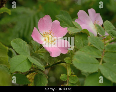 Sherard Downy-Rose, Rosa sherardii Stockfoto