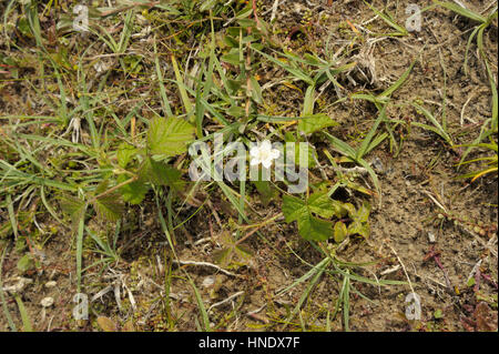 Kratzbeere, Rubus caesius Stockfoto