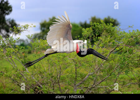 Jabiru, (Jabiru Mycteria), Erwachsenen fliegen, Pantanal, Mato Grosso, Brasilien, Südamerika Stockfoto