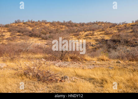 Grünland-Landschaft in Ranthambhore National Park Stockfoto