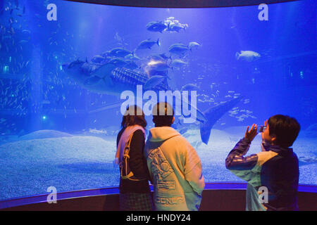 Osaka Aquarium Kaiyukan, Urlauber, der riesige Walhai in massiven Panzer, Bay Area, Osaka, Japan, Asien Stockfoto