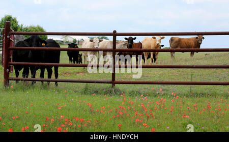 Landwirtschaft: Metall-Zaun für das Vieh im Frühjahr blühenden Feld. Stockfoto