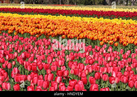 Washington State - Skagit Valley Multicolor Tulip Zeilen, rosa, Orange, gelb und rot Stockfoto