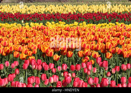 Washington State - Skagit Valley Multicolor Tulip Zeilen, rosa, Orange, gelb und rot Stockfoto