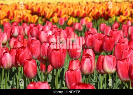 Mehrfarbige Tulpen im Skagit Valley Washington an einem sonnigen Tag Stockfoto