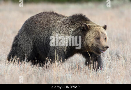 Grizzly Bear Höhenplan in tiefen Rasen Stockfoto