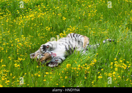 Amur (Sibirien) Tiger Kätzchen spielen in gelben und grünen Blumen Stockfoto