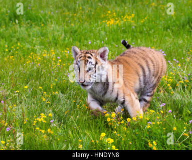 Amur (Sibirien) Tiger Kätzchen spielen und laufen in gelben und grünen Blumen Stockfoto