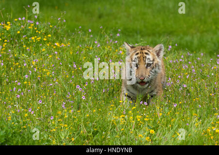 Amur (Sibirien) Tiger Kätzchen spielen in gelben und grünen Blumen Stockfoto