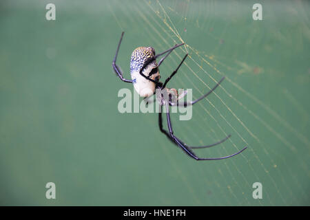 Eine goldene Kugel Spinne Fütterung auf eine Fliege, Gansbaai, Südafrika Stockfoto