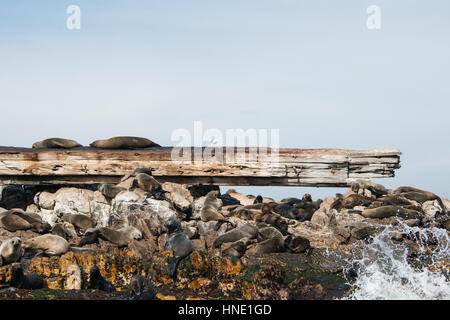 Robben auf Geyser Rock, Gansbaai, Südafrika Stockfoto