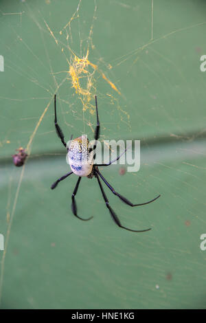 Eine goldene Kugel Spinne im Netz Stockfoto