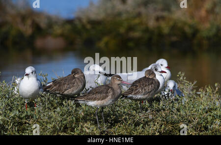 Black - tailed Godwits ruht auf der Flut Stockfoto