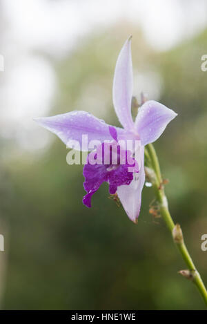 Bambus Orchidee, Arundina Graminifolia, Sinharaja Forest, Sri Lanka Stockfoto