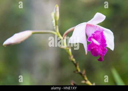 Bambus Orchidee, Arundina Graminifolia, Sinharaja Forest, Sri Lanka Stockfoto