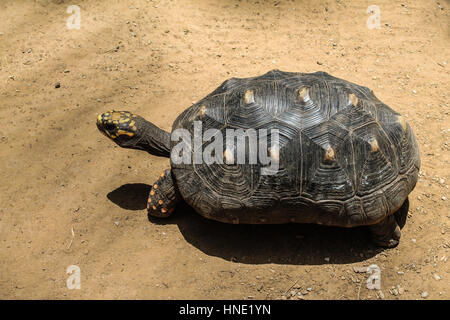 Schildkröte aus Venezuela Stockfoto