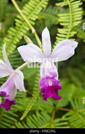 Bambus Orchidee, Arundina Graminifolia, Sinharaja Forest, Sri Lanka Stockfoto