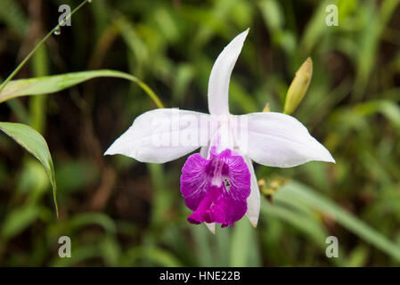 Bambus Orchidee, Arundina Graminifolia, Sinharaja Forest, Sri Lanka Stockfoto