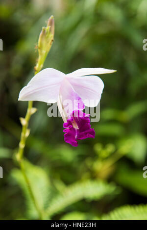 Bambus Orchidee, Arundina Graminifolia, Sinharaja Forest, Sri Lanka Stockfoto