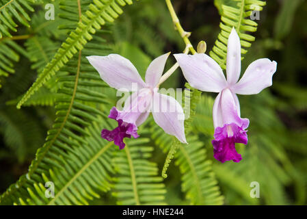 Bambus Orchidee, Arundina Graminifolia, Sinharaja Forest, Sri Lanka Stockfoto