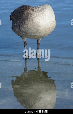 Wohnhaft Form von Kanada-Gans Federn stehend im Wasser putzen Stockfoto