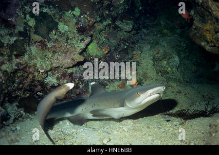 Dieser weiße Spitze Hai (Triaenodon Obesus) gebrochen hatte frei von einer Angelschnur, die auf dem Bild sichtbar ist. Fotografiert im ägyptischen Roten Meer. Stockfoto