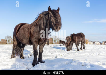 Mehrere schwarze friesische Pferde im Winter an sonnigen Tag Stockfoto