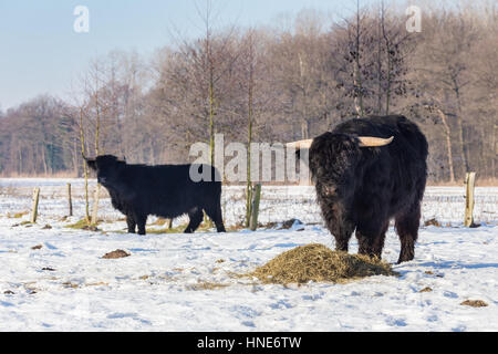 Schwarze schottische Hochlandrinder in winterliche Schneelandschaft Stockfoto