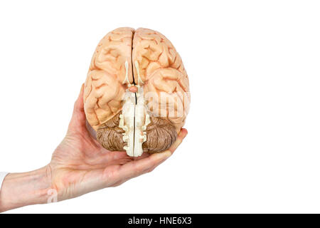 Weibliche Hand hält Modell menschlicher Gehirne Hemisphären isoliert auf weißem Hintergrund Stockfoto