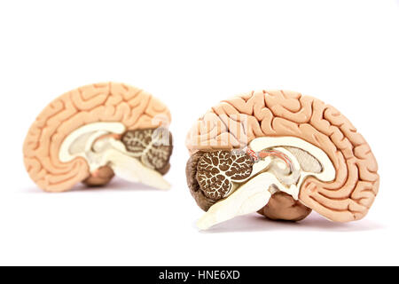 Zwei Modelle der menschlichen Gehirn-Hemisphären isoliert auf weißem Hintergrund Stockfoto