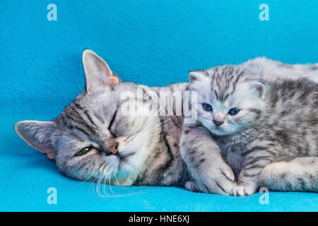 Britisch Kurzhaar Schwarz Silber Tabby Katzenmutter liegend mit jungen Kätzchen auf blaue Kleidungsstücke entdeckt Stockfoto