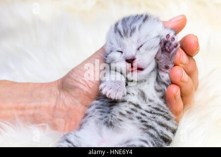 Neugeborenen Britisch Kurzhaar Silber Tabby entdeckt Kätzchen liegend schlafen in der Hand auf Fell Stockfoto