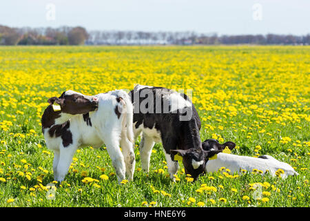 Drei Neugeborene Kälbern in Frühlingswiese mit blühenden Löwenzahn gelb Stockfoto