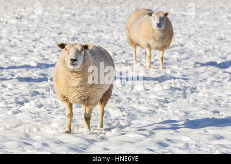 Zwei Schafe stehen im weißen Schnee im winter Stockfoto