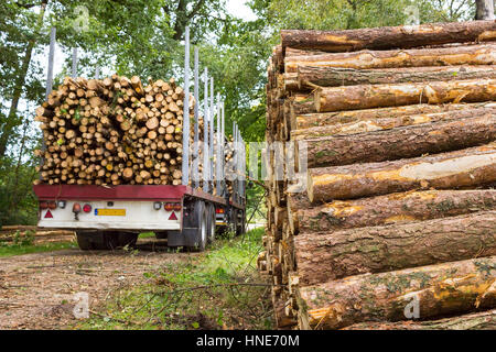 Niederländische LKW und Anhänger beladen mit Kiefer Baumstämme im Wald Stockfoto