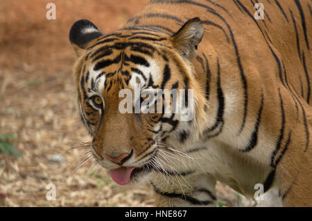 Tiger Stockfoto