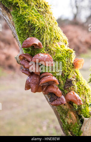 Ohr Pilz (Auricularia Auricula-Judae), auch bekannt als Jude das Ohr oder Judas Ohr, wachsen auf einem abgestorbenen Baum-Gelee Stockfoto