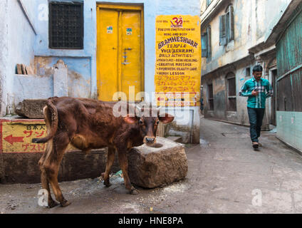 02.04.2017. Varanasi, Indien. Eine Kalb schaut die Kamera auf einer Gasse in Varanasi, eine der heiligsten Städte Indiens. Bildnachweis: Rob Pinney Stockfoto